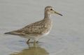 Calidris melanotos